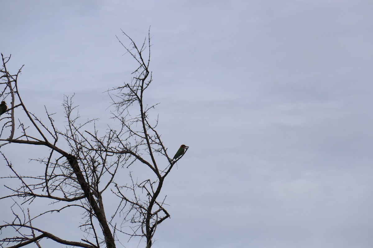 European Bee-eater - ML616411042
