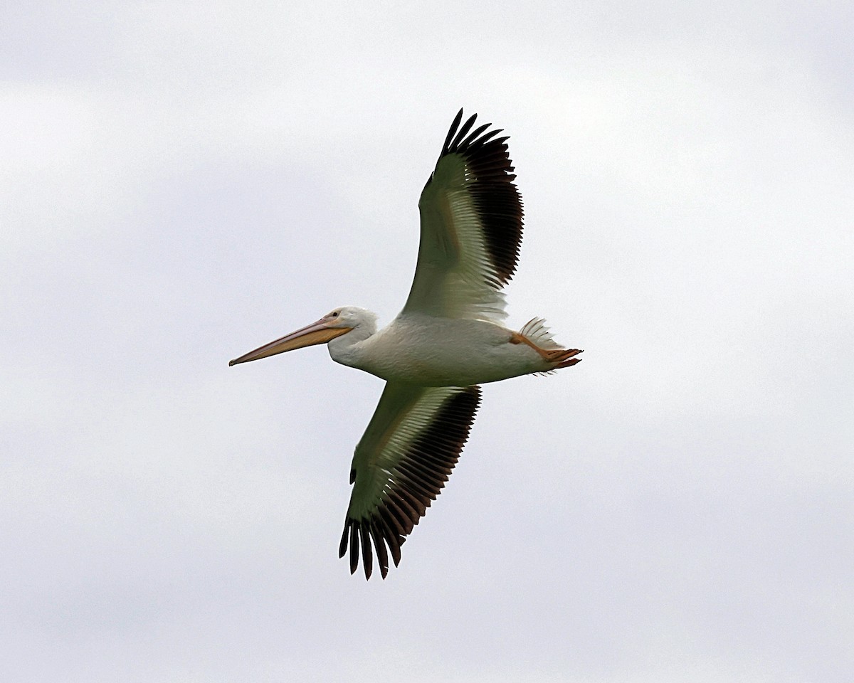 American White Pelican - ML616411505