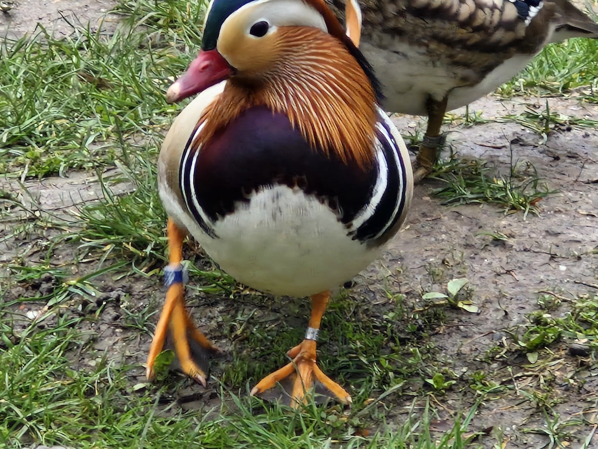 Mandarin Duck - ML616411532