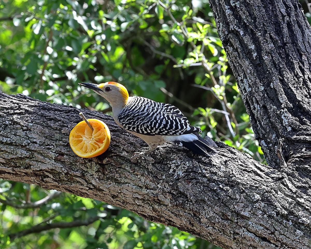Golden-fronted Woodpecker - ML616411570