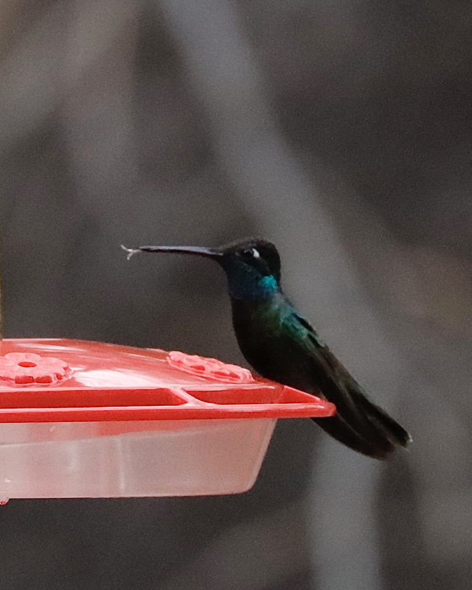 Rivoli's Hummingbird - ML616411608