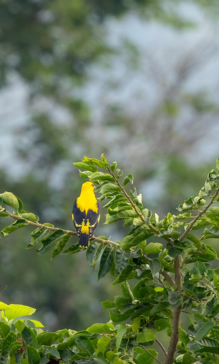 Indian Golden Oriole - ML616411668