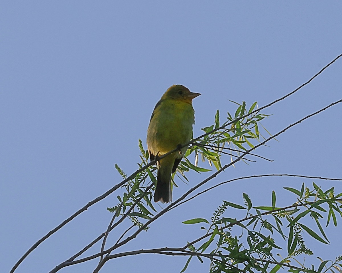 Western Tanager - ML616411688