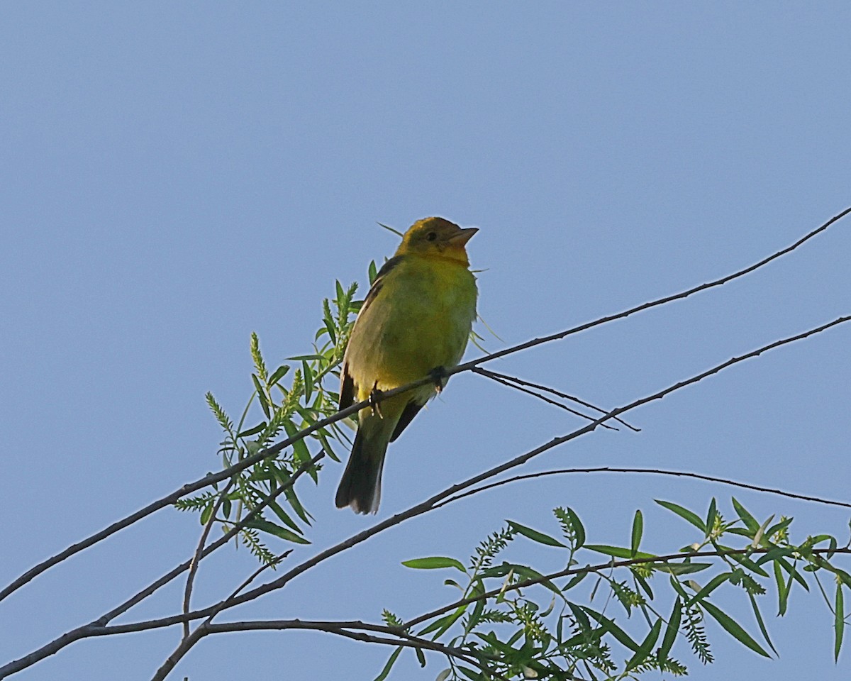 Western Tanager - ML616411693