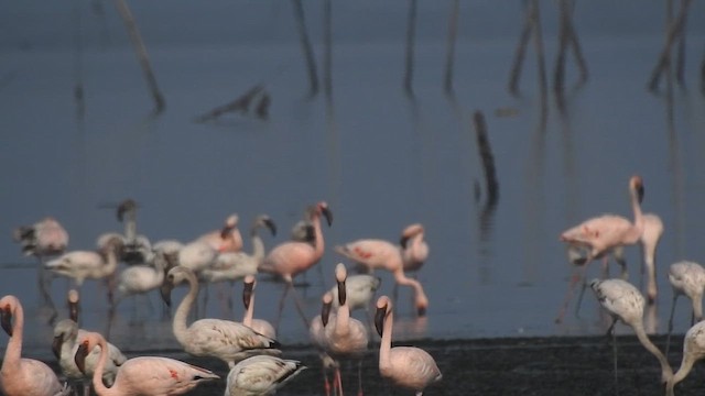 Küçük Flamingo - ML616411698