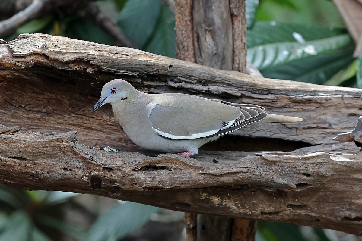 White-winged Dove - ML616411732