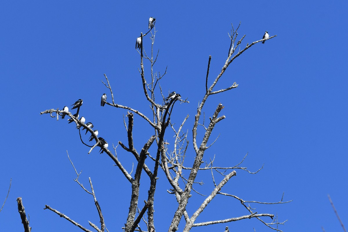 Tree Swallow - ML616411793