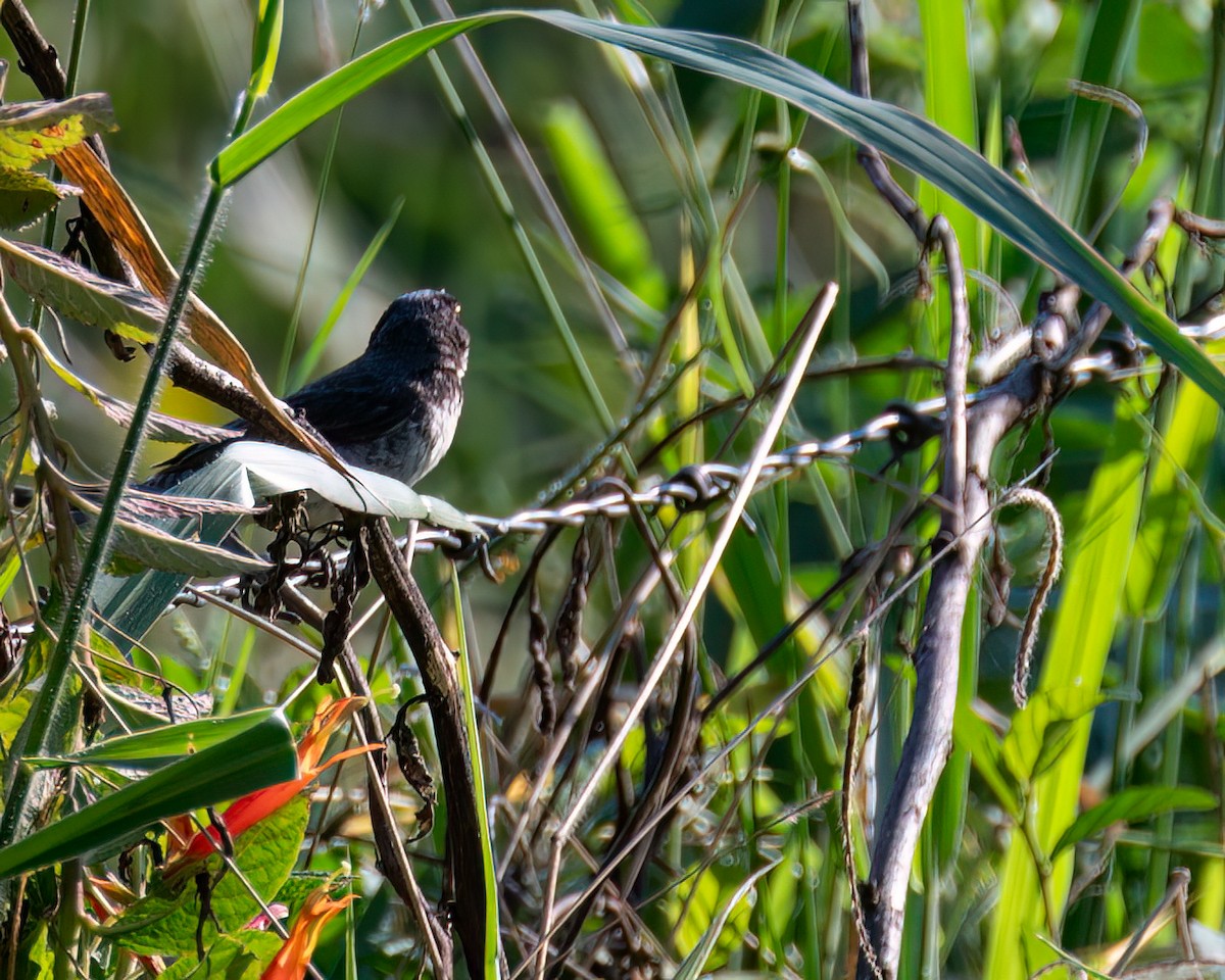 Double-collared Seedeater - ML616411850