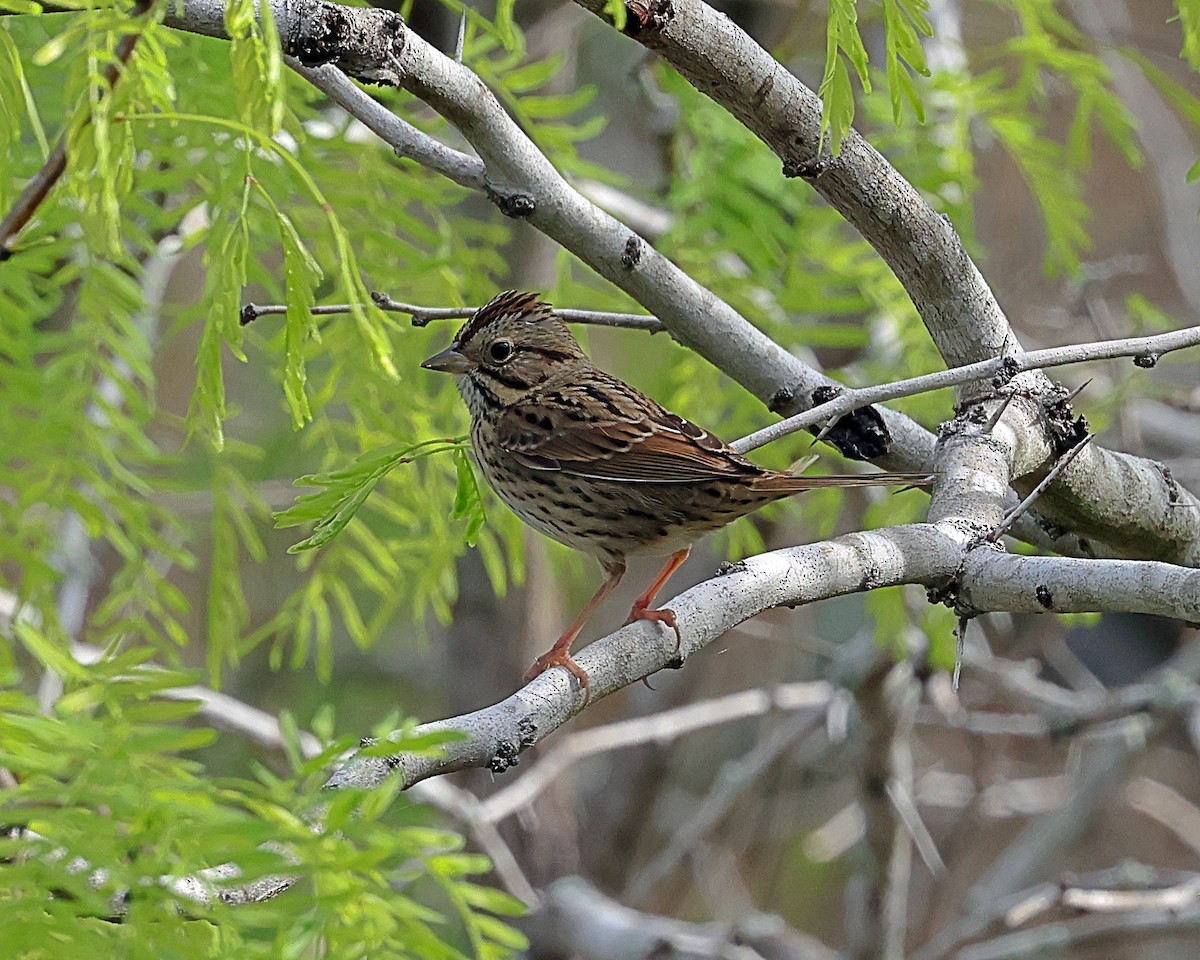 Lincoln's Sparrow - Steven Mix