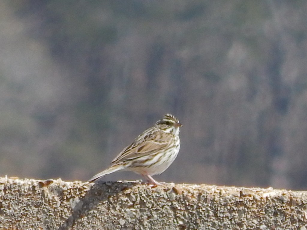 Savannah Sparrow - ML616412449