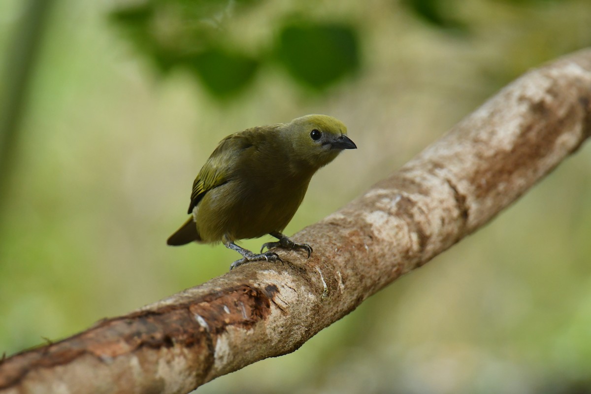 Palm Tanager - ML616412451