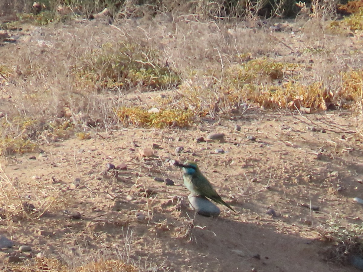 Arabian Green Bee-eater - ML616412507