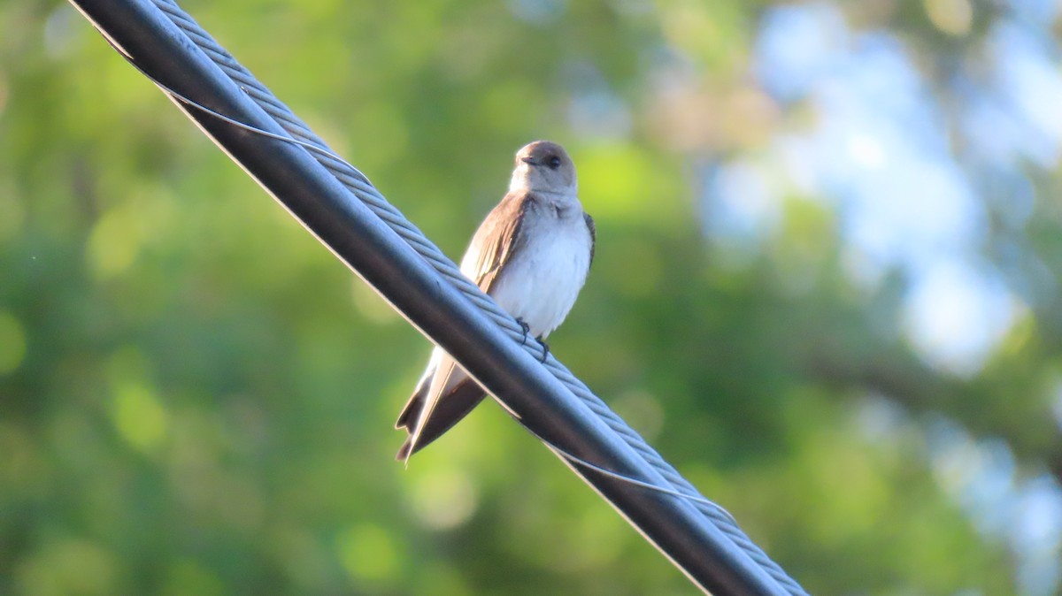 Northern Rough-winged Swallow - Craig DeCrane