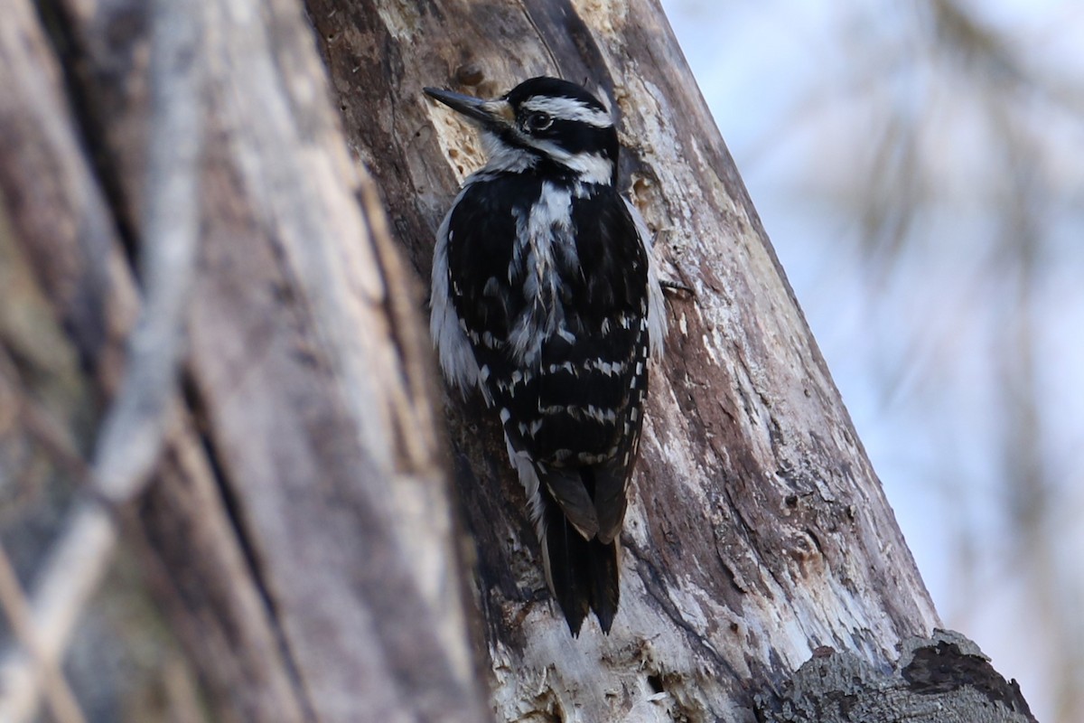 Hairy Woodpecker - michael vedder