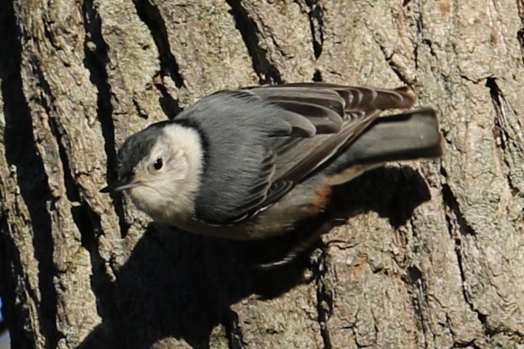 White-breasted Nuthatch - ML616412724