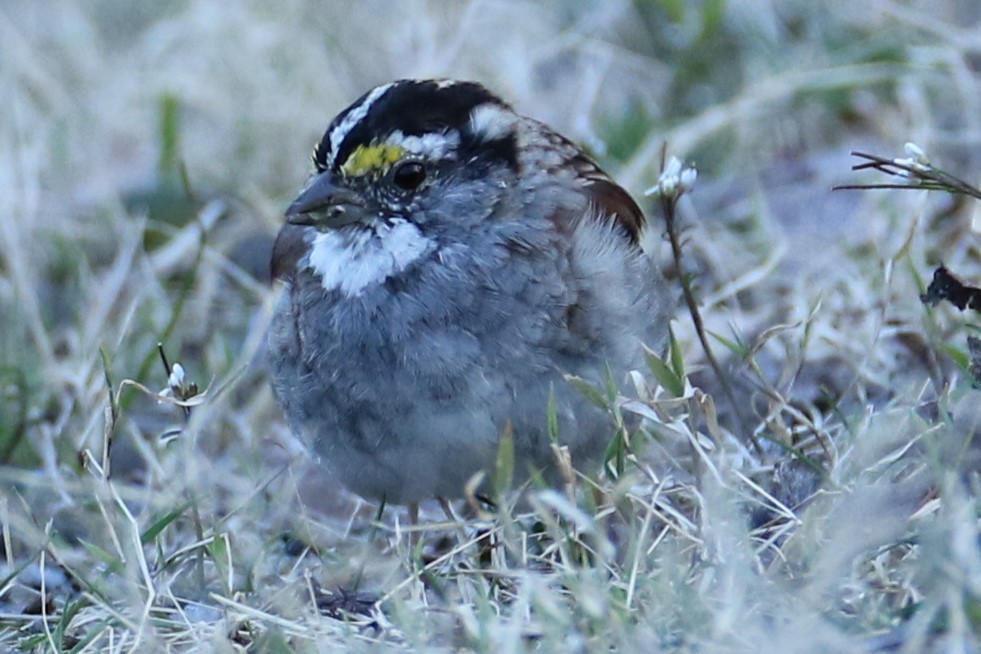 White-throated Sparrow - ML616412779