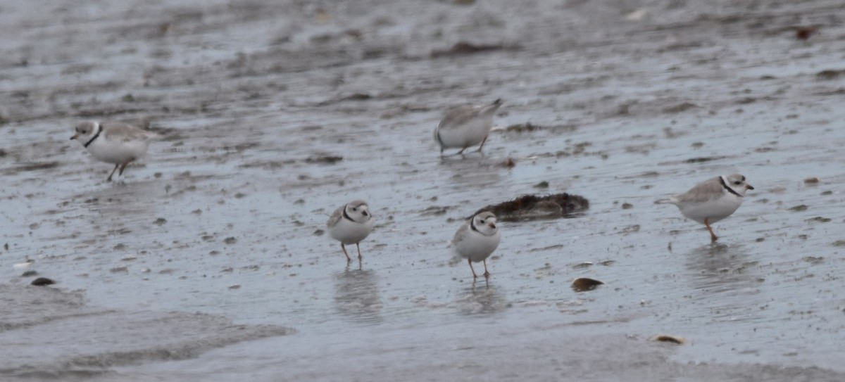 Piping Plover - ML616412827