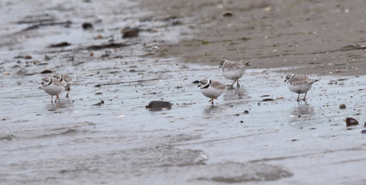 Piping Plover - ML616412828