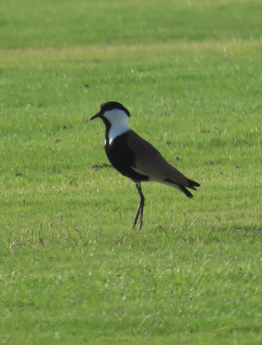 Spur-winged Lapwing - ML616412874