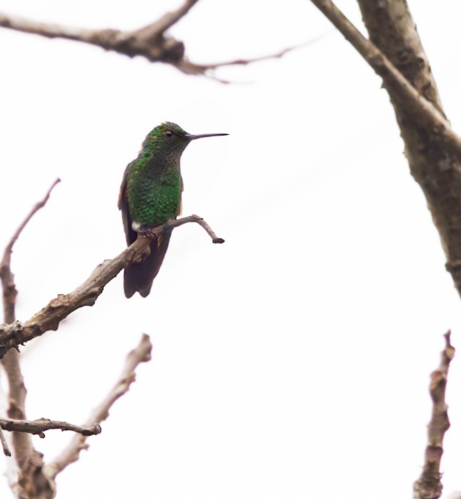 kolibřík středoamerický - ML616412962