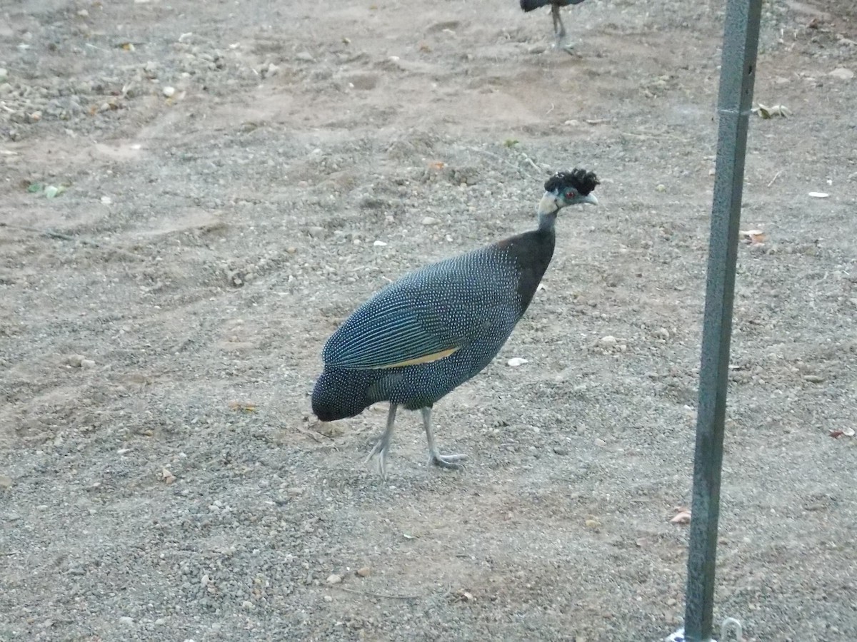 Southern Crested Guineafowl - ML616413075