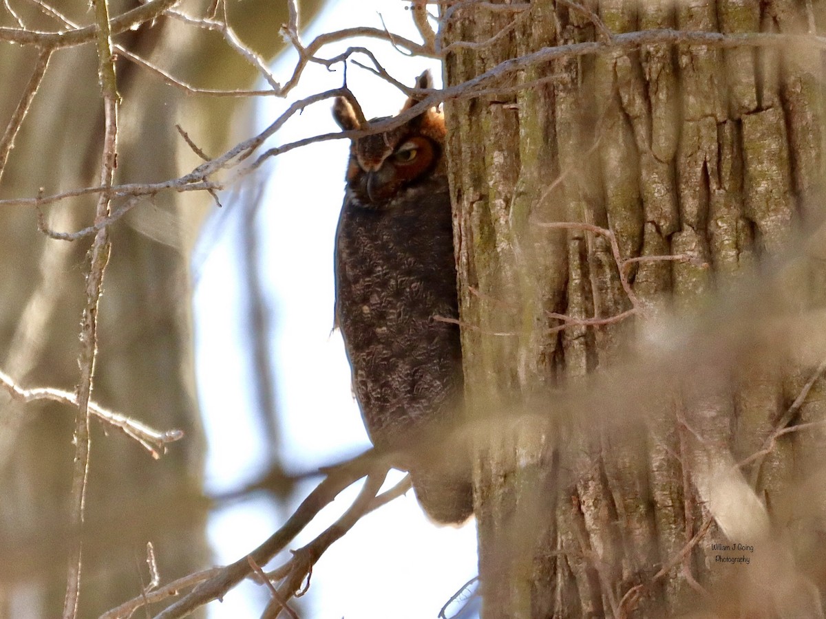 Great Horned Owl - ML616413150