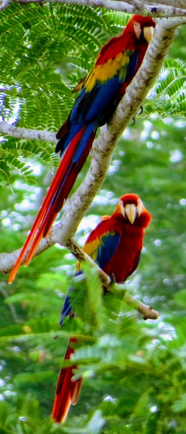 Scarlet Macaw - James Lyons