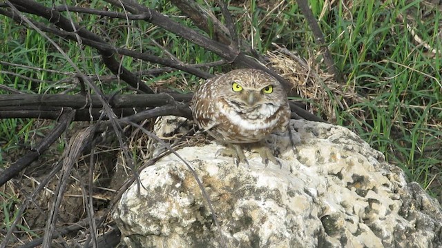 Burrowing Owl - ML616413386