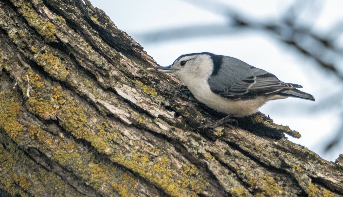 White-breasted Nuthatch - ML616413441