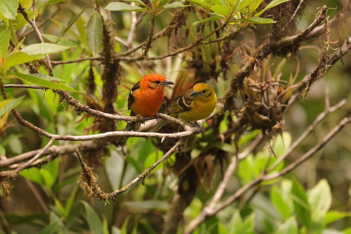 Flame-colored Tanager - ML616413500