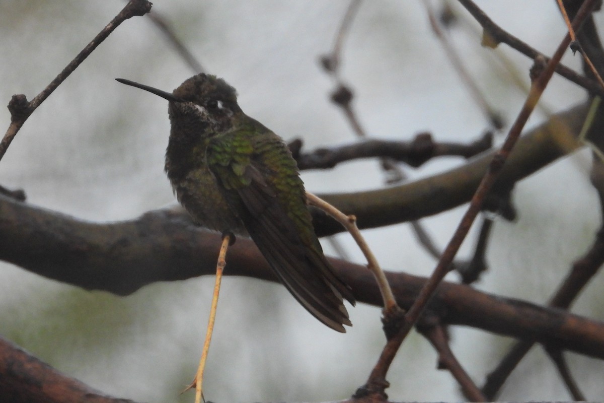 Rivoli's Hummingbird - ML616413625