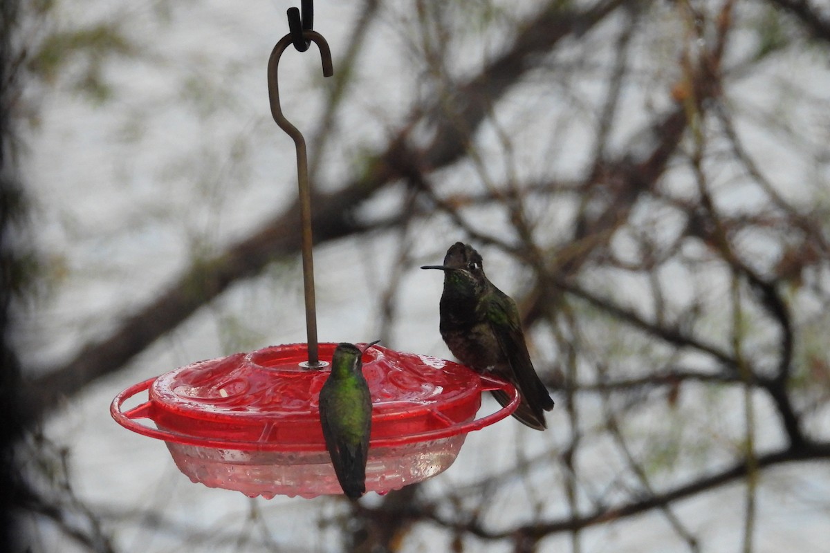 Rivoli's Hummingbird - ML616413626