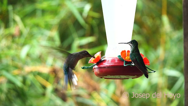kolibřík fialkový - ML616413741