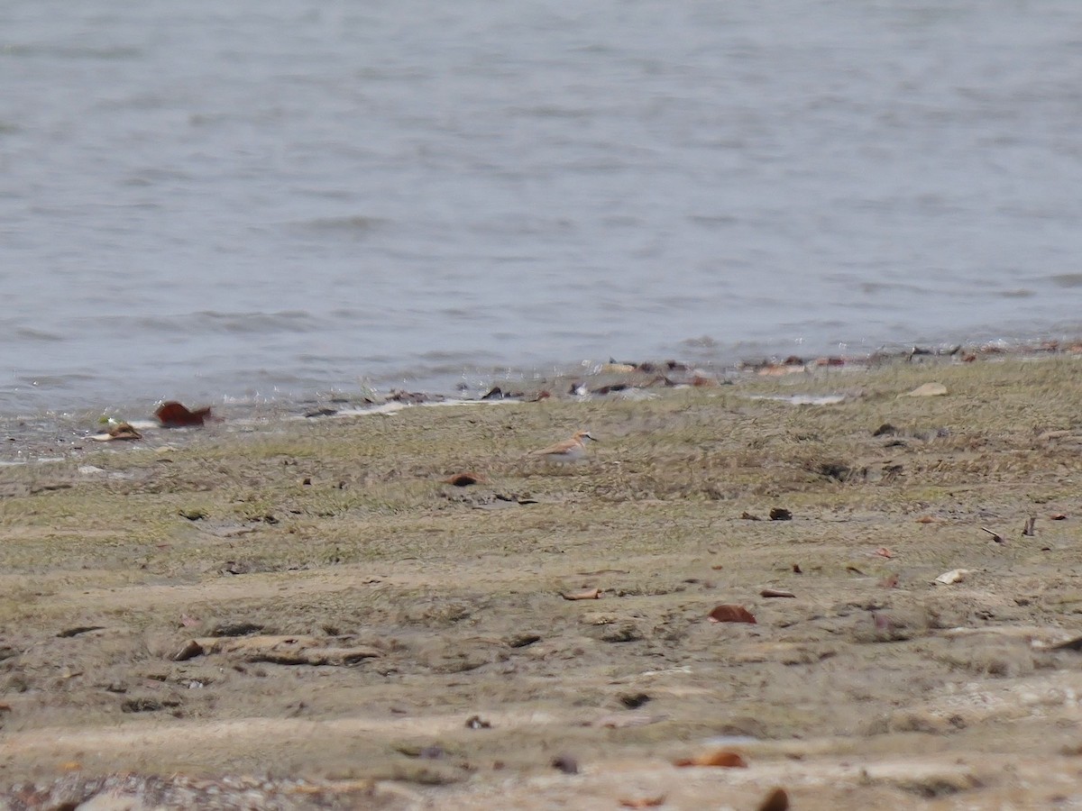 White-fronted Plover - ML616413918