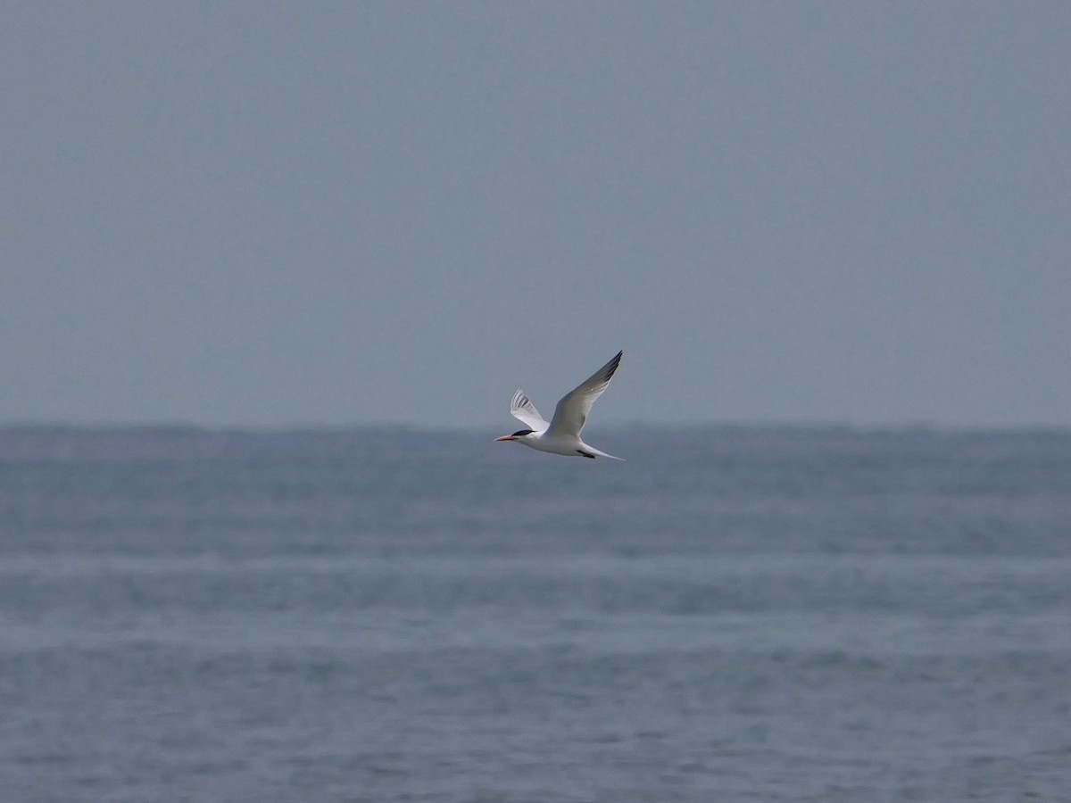 West African Crested Tern - ML616413929