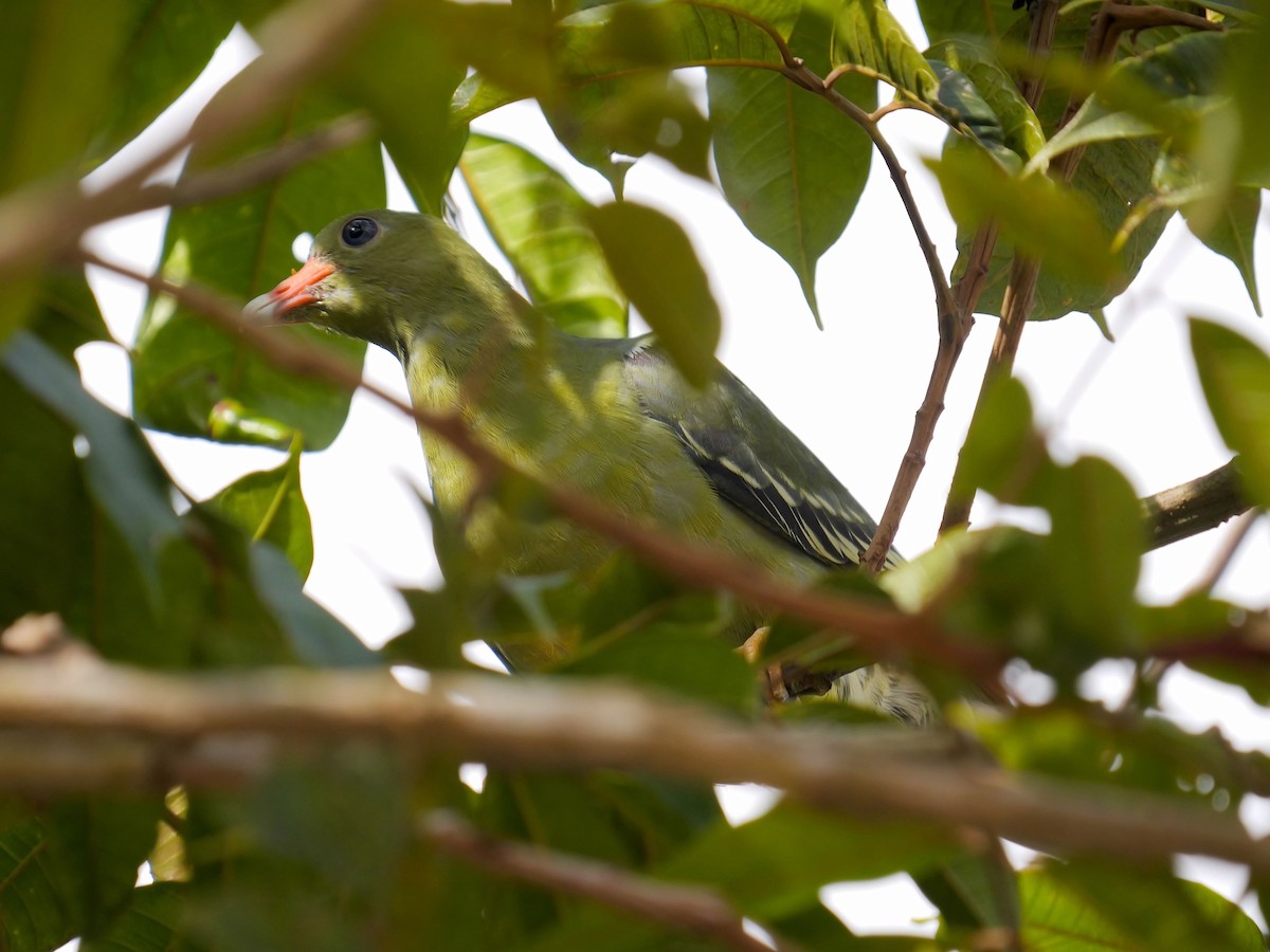 African Green-Pigeon - ML616414026