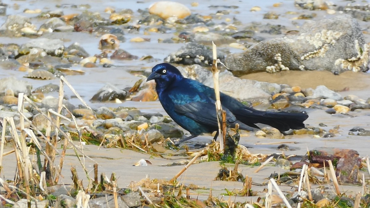 Boat-tailed Grackle - ML616414074