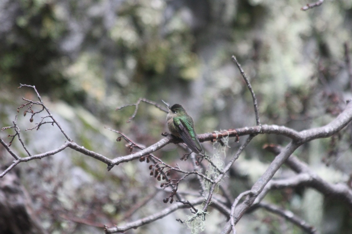 Green-backed Firecrown - ML616414131