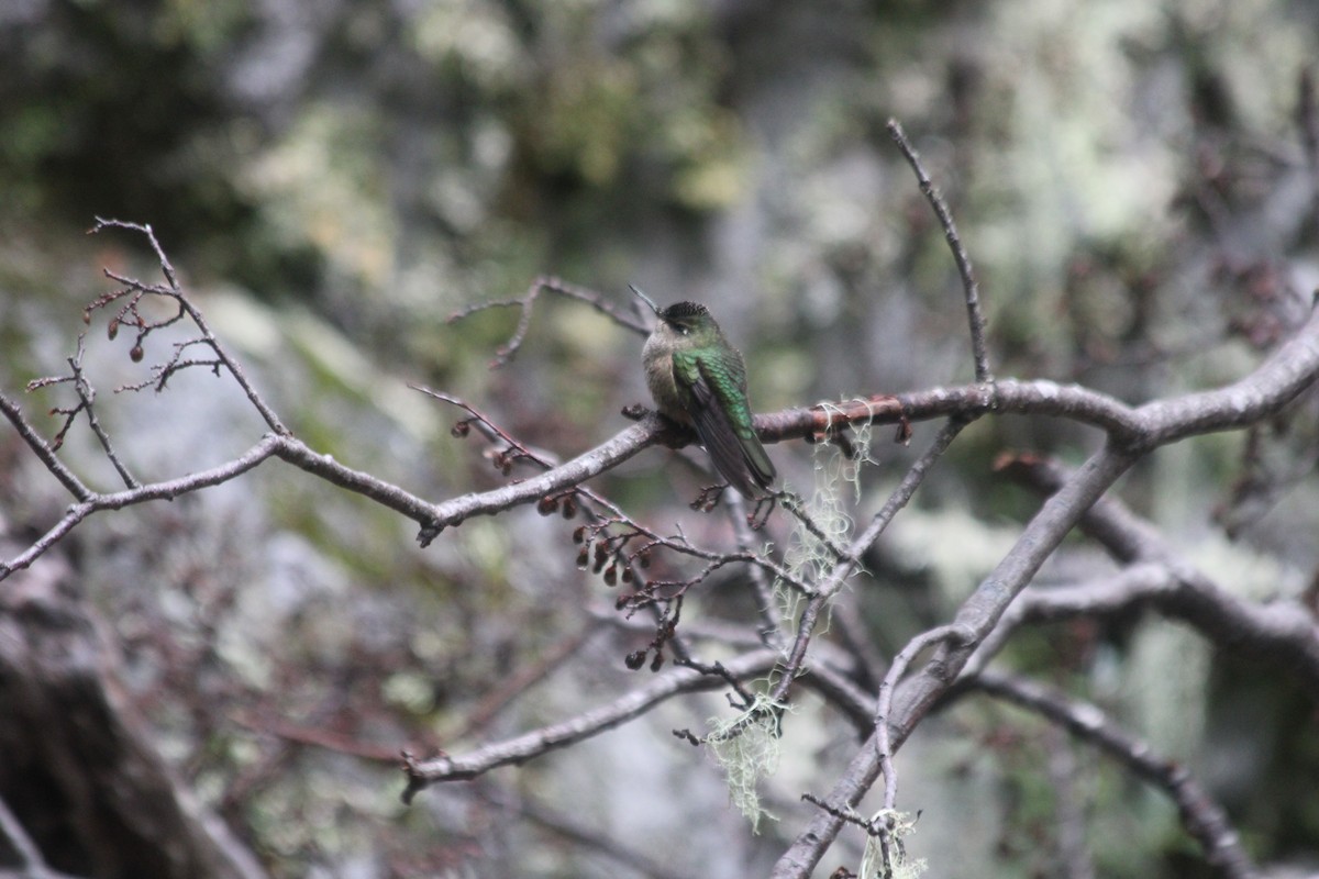 Green-backed Firecrown - ML616414140