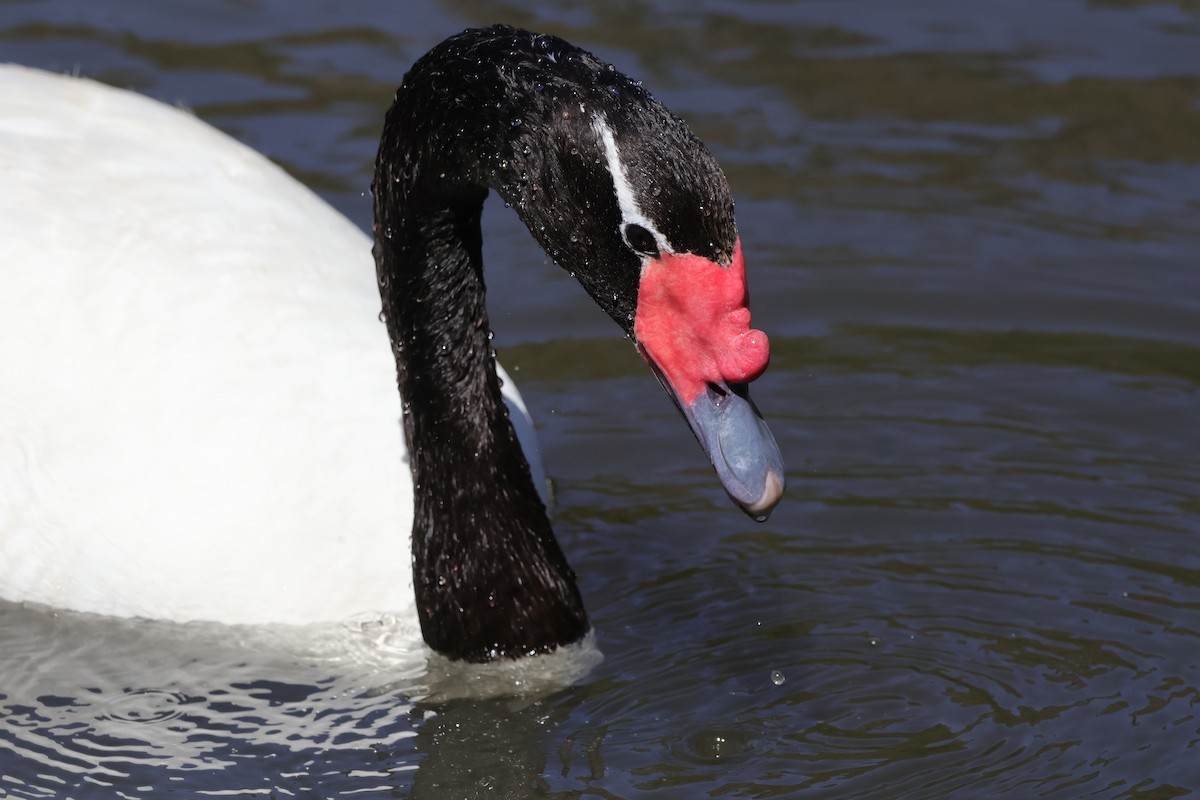 Black-necked Swan - Felipe Hurtado