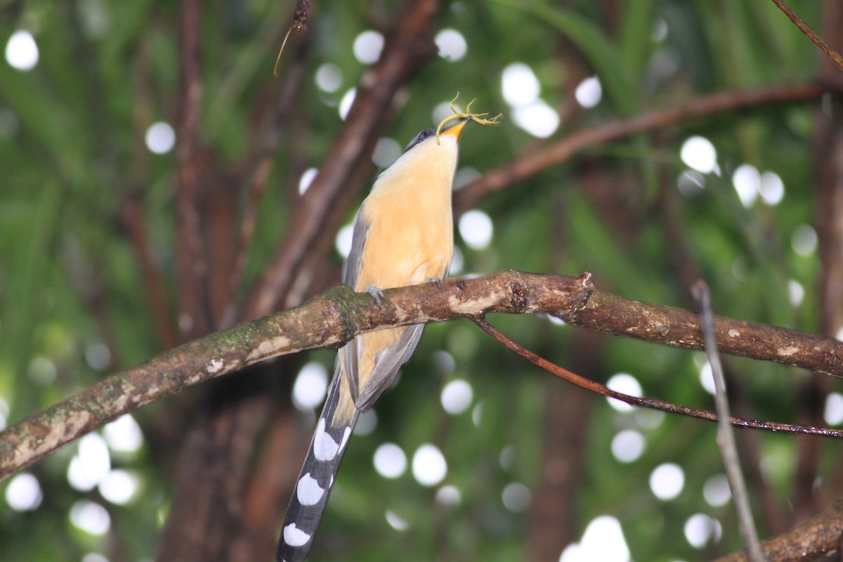 Mangrove Cuckoo - Douglas Faulder