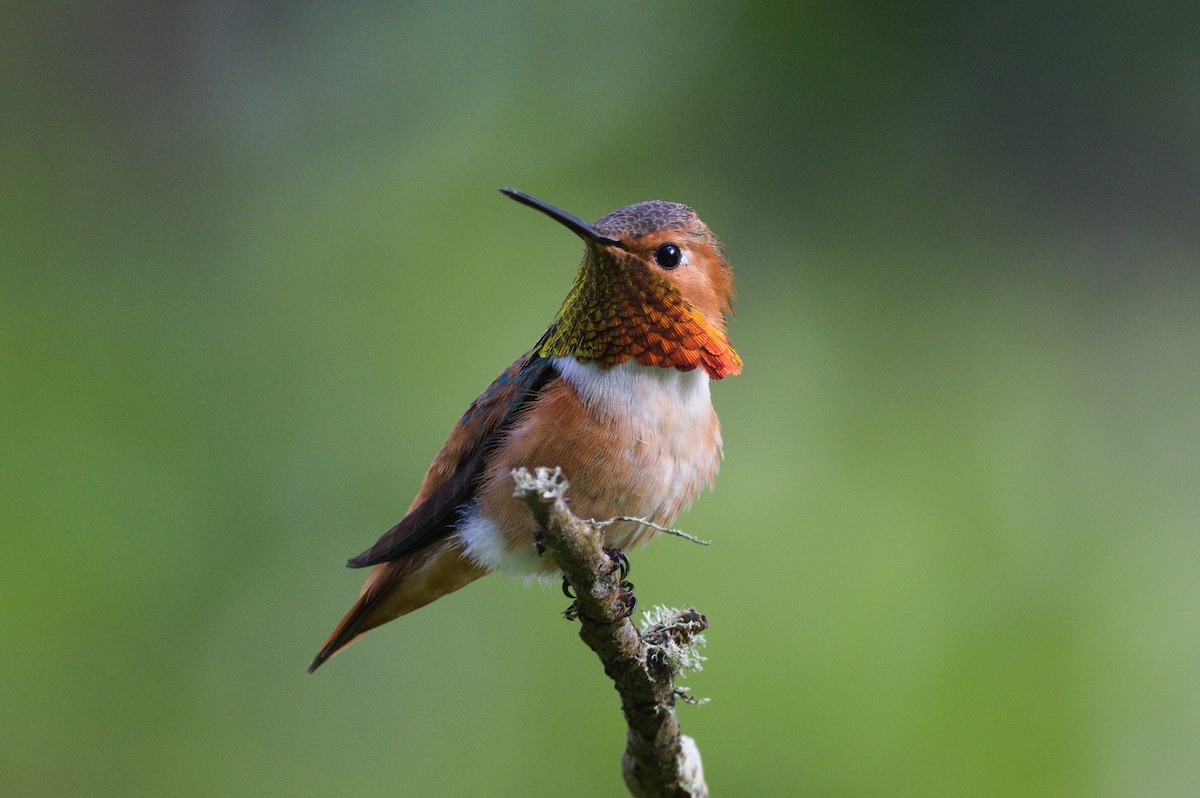 Allen's Hummingbird - Nico Stuurman
