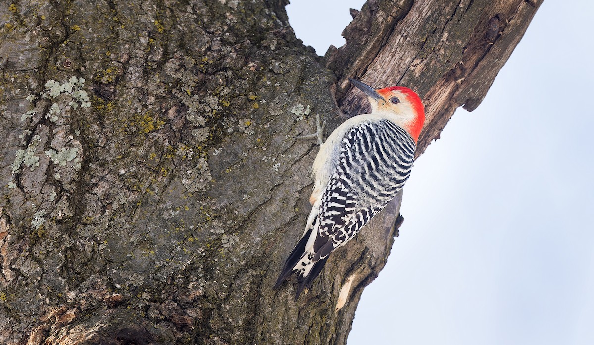 Red-bellied Woodpecker - ML616414435