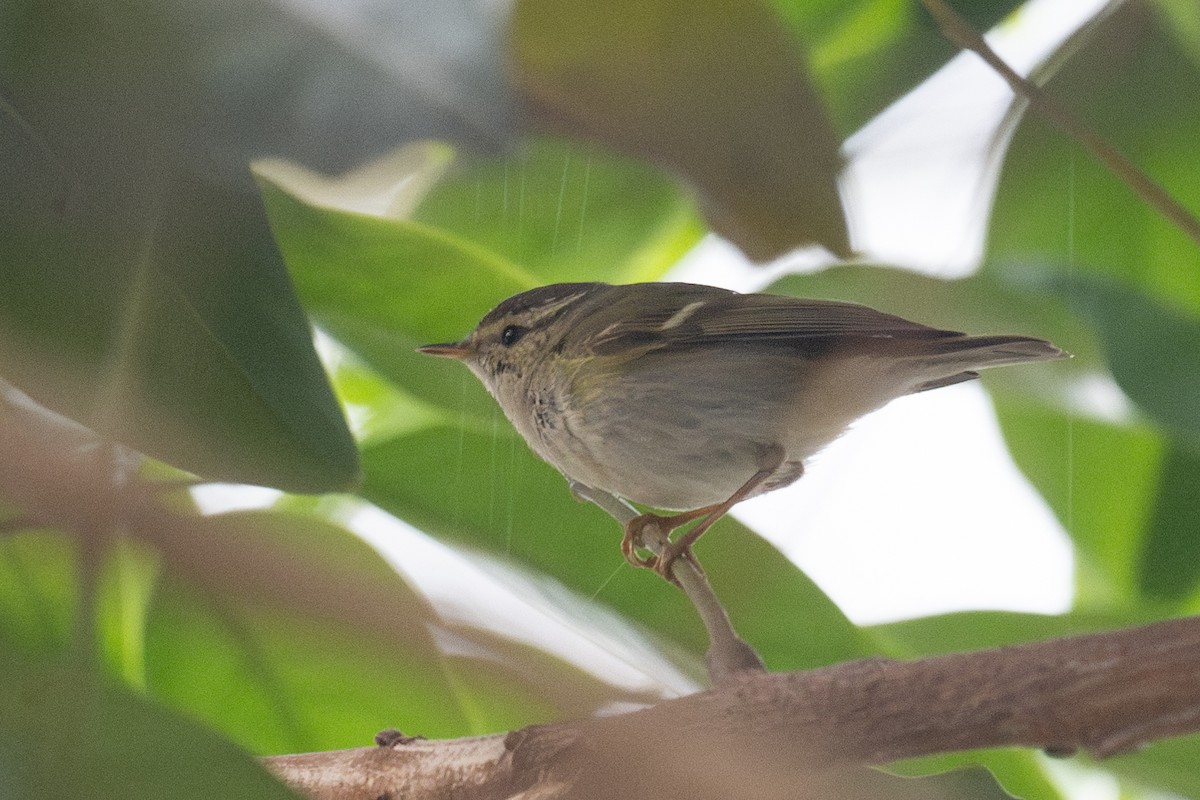 Yellow-browed Warbler - ML616414508