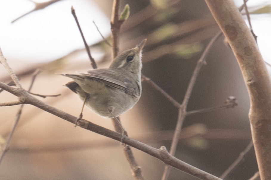 Yellow-browed Warbler - ML616414521