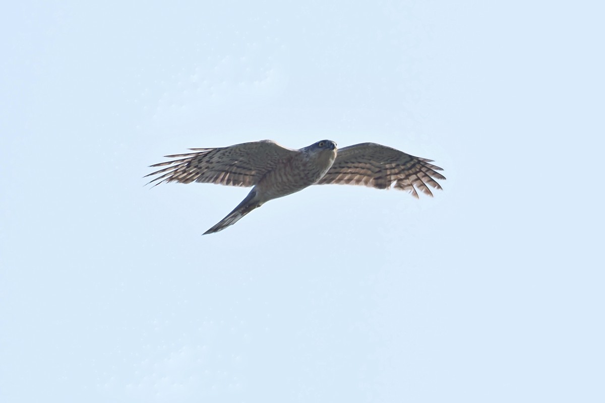 Eurasian Sparrowhawk - ML616414537