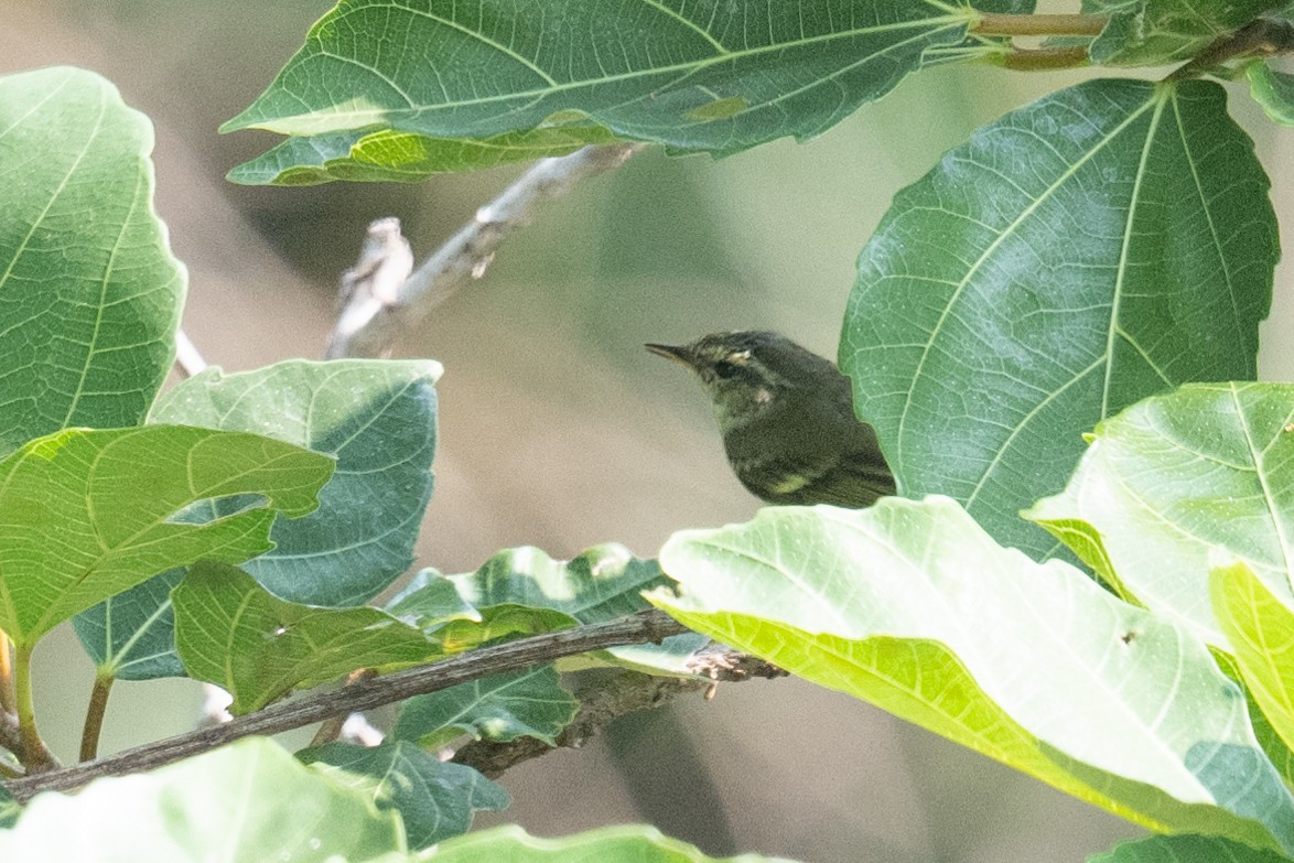 Yellow-browed Warbler - ML616414552