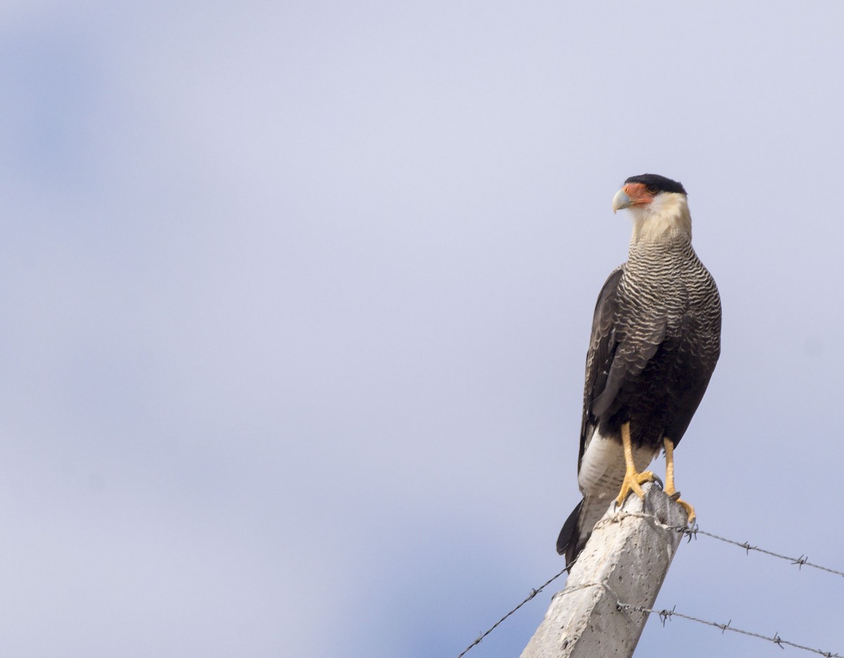 Crested Caracara (Southern) - ML616414619