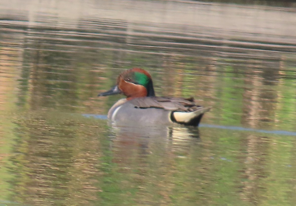 Green-winged Teal - ML616414674