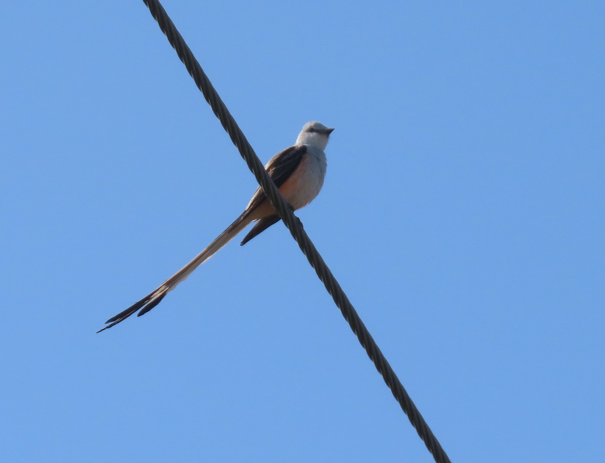 Scissor-tailed Flycatcher - Barry Kinch